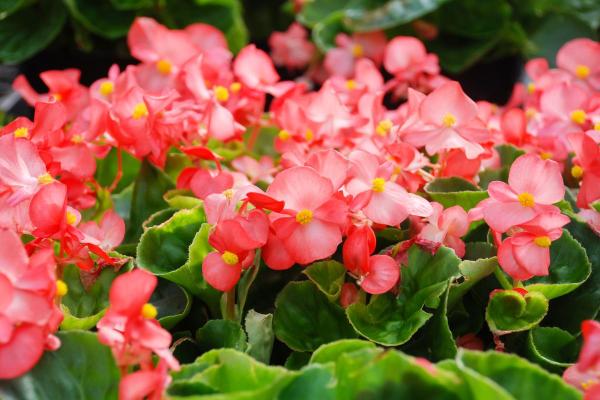 Best Outdoor Plants That Enjoy Shade - Clubbed begonia (Begonia semperflorens)