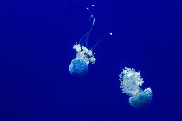 Invertebrate Animals - Examples and Characteristics - Cnidarians