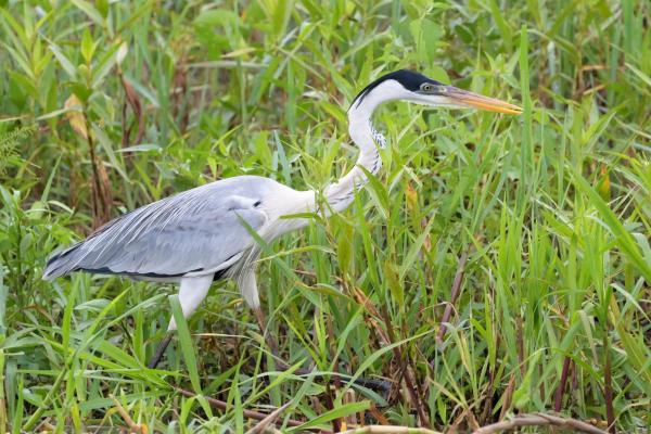 Types of Heron Birds - Cocoi heron