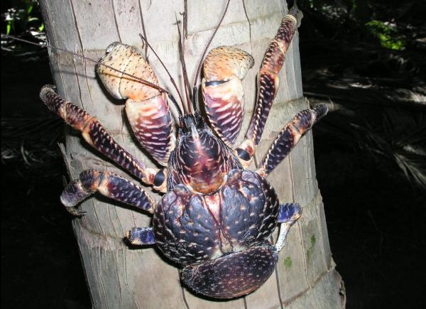 Types of Crabs - Different Crab Species - Coconut crab (Birgus latro)