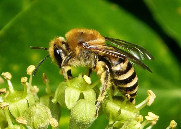 Different Types of Bees - Bee Identification Guide - Colletidae bees