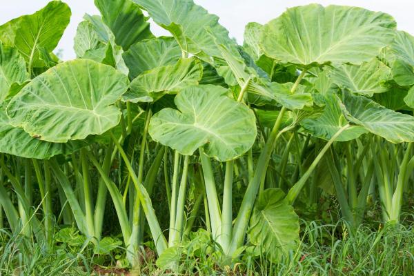 Heart-Shaped Leaf Plants - Colocasia