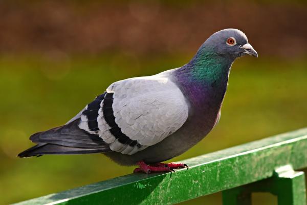 Difference Between Turtle Dove vs. Pigeon - Color
