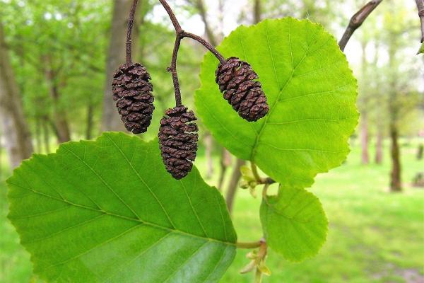 Types of Spanish Trees - With Photos - Common alder (Alnus glutinosa)