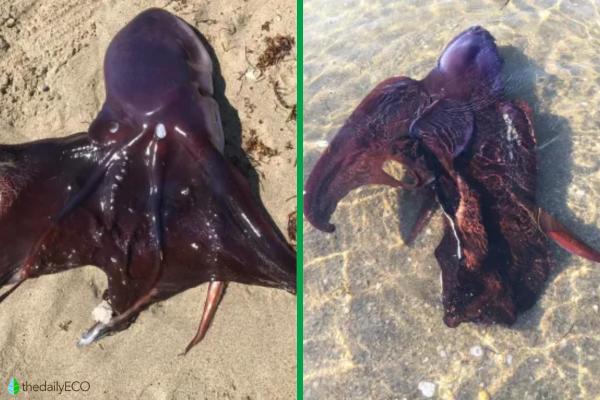 Different Types of Octopus Species - Common blanket octopus (Tremoctopus violaceus)