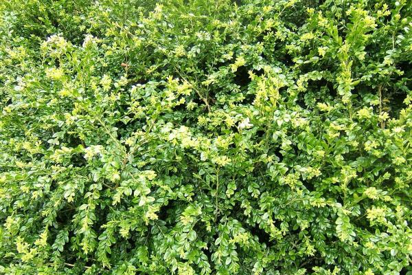 Types of Spanish Trees - With Photos - Common box (Buxus sempervirens)