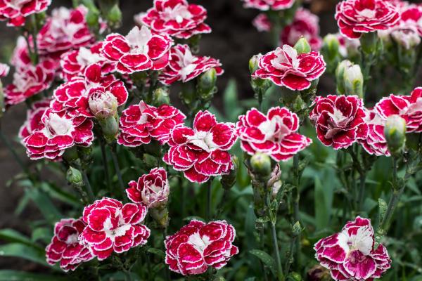 Types of Carnations - Dianthus Plant Species - Common carnation (Dianthus caryophyllus)