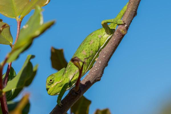 Different Types of Chameleons - Common chameleon