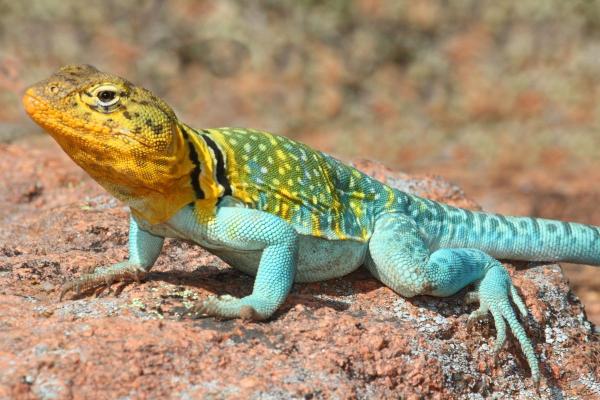 Different Types of Lizards - Common collared lizard