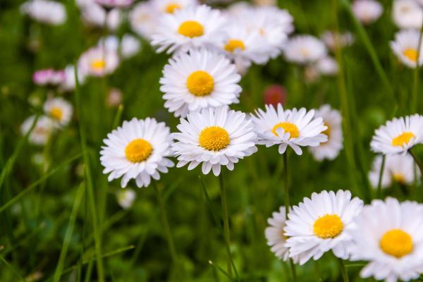 What Are Perennial Plants? - Common Daisies (Bellis perennis)