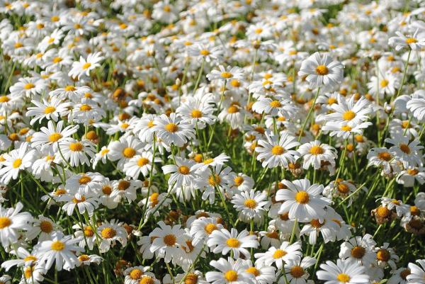 Low Maintenance Plants for Full Sun Gardens - Common daisy