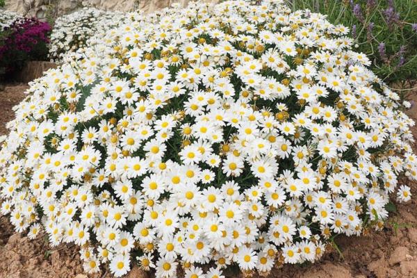 White Flower Plants for the Garden - Common daisy (Bellis perennis)