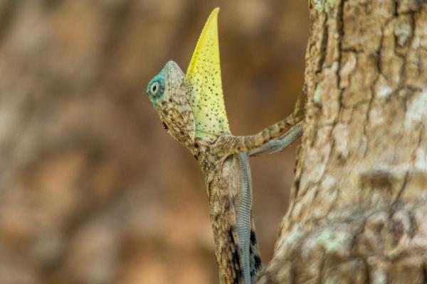 Different Types of Lizards - Common gliding lizard