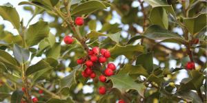 Common Holly Diseases and Pests
