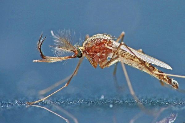 Different Types of Mosquitoes - Mosquito Species - Common house mosquito (Culex pipiens)