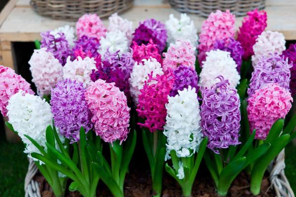 Flowers in Season in March - Common hyacinth (Hyacinthus orientalis)