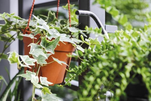 Plants That Absorb Moisture - Common ivy