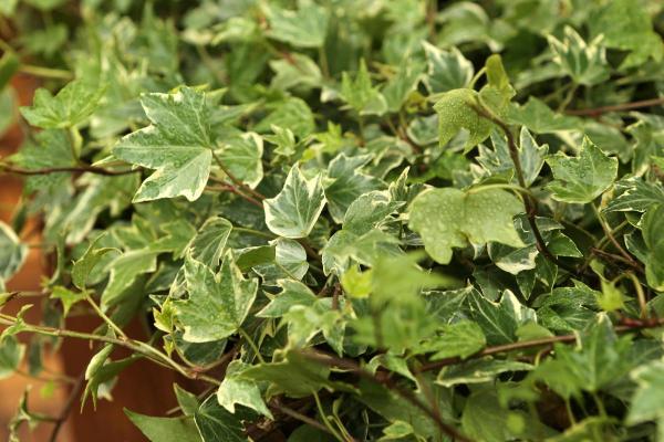 Best Outdoor Plants That Enjoy Shade - Common ivy (Hedera helix)