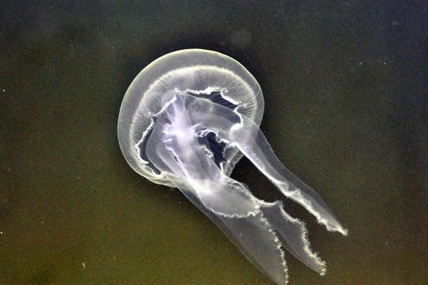 Types of Non-Stinging Jellyfish - Common jellyfish