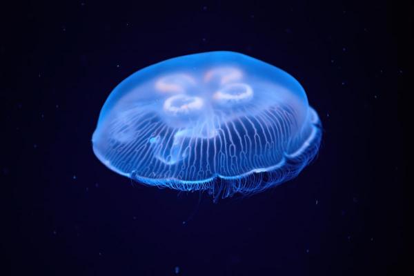 Mediterranean Jellyfish Species - Common jellyfish (Aurelia aurita)