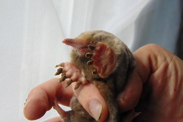 Types of Moles (Animal) - Common mole (Scalopus aquaticus)