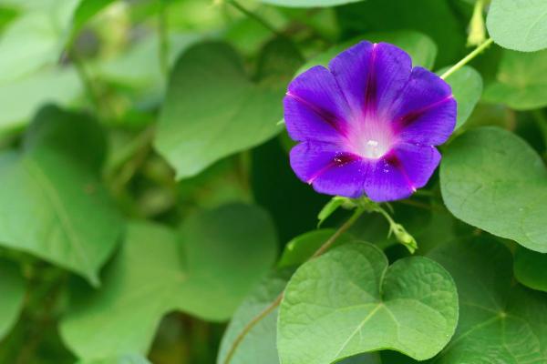 Heart-Shaped Leaf Plants - Common morning glory (Ipomoea purpurea)