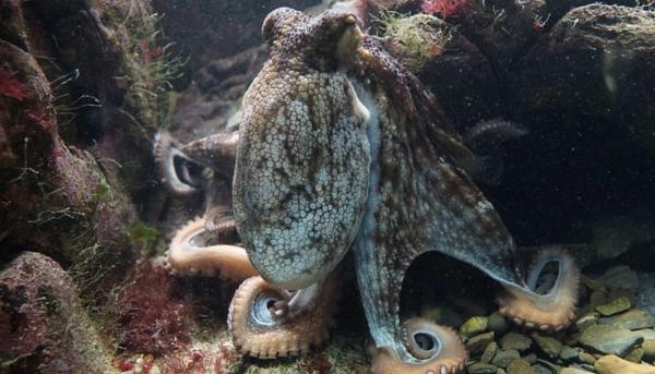Different Types of Octopus Species - Common octopus (Octopus vulgaris)