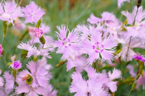 Types of Carnations - Dianthus Plant Species - Common pink (Dianthus plumarius)