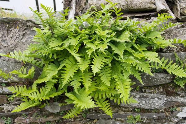 Hanging Plants for Outdoor Spaces - Common polypody (Polypodium vulgare)