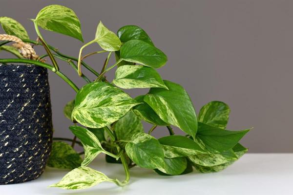 Different Pothos Plant Varieties - Common pothos or Epipremnum aureum