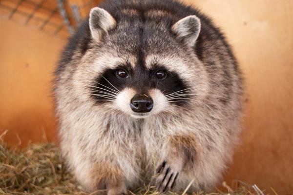 Different Types of Raccoons - Common raccoon (Procyon lotor)