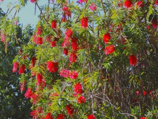 Winter Outdoor Plants for Pots - Common red bottlebrush