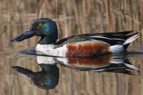Different Types of Ducks - Common shoveler (Spatula clypeata)