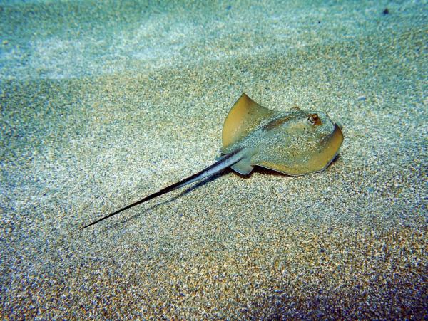 The Most Venomous Fish Types - Common stingray (Dasyatis pastinaca)