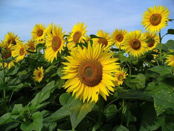 Annual Flowering Plants Definition - Common sunflower (Helianthus annuus)