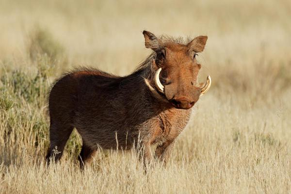 Different Types of Swine Species - Common warthog (Phacochoerus africanus)