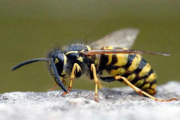 Types of Wasps and Hornets in Spain - Common wasp (Vespula vulgaris)
