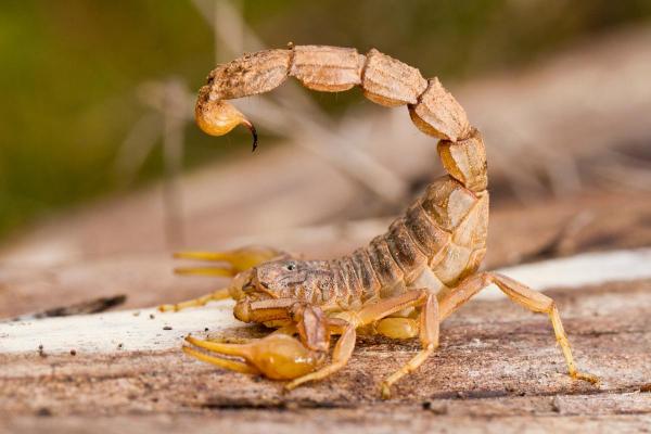 Most Dangerous Animals in Spain - Common yellow scorpion (Buthus occitanus)