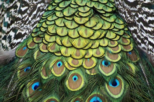 What Do Feathers Do? - 7 Functions & Benefits for Birds - Communication