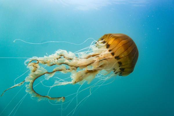 Mediterranean Jellyfish Species - Compass jellyfish (Chrysaora hysoscella)
