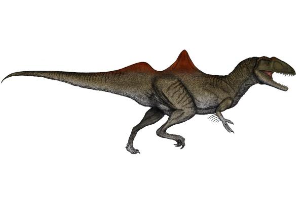 What Dinosaurs Were Found in Spain? - Concavenator corcovatus