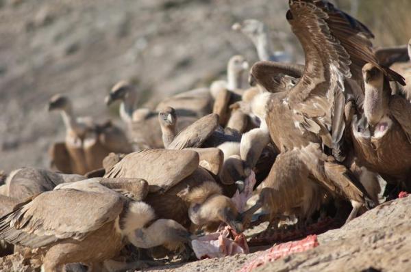 What Is Intraspecies Competition? - Consequences of intraspecifies competition