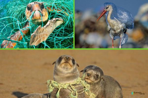 Plastics in the Ocean - Causes, Consequences and Solutions - Consequences of plastics in the ocean