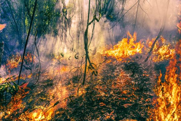 What Is the Era of Global Boiling? - Consequences of the era of global boiling