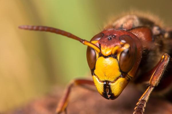 What Is the Purpose of Wasps? - Contributions to Oenology
