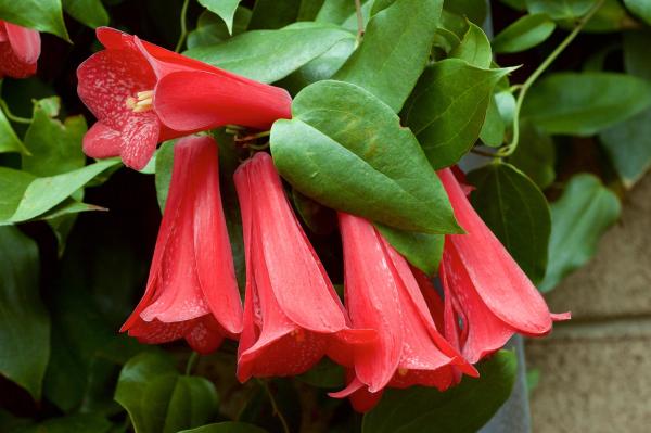 Best Climbing Plants with Flowers - Copihue (Lapageria rosea)