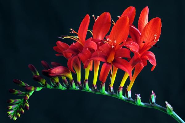 Types of Spring Flower Bulbs - Coppertips (Crocosmia)