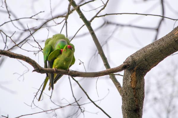 How Birds Reproduce - Stages of Bird Reproduction - Copulation in birds