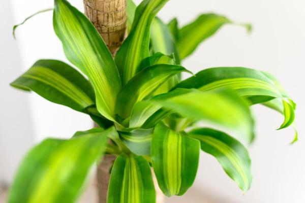 Best Living Room Indoor Plants - Cornstalk dracaena (Dracaena fragrans)