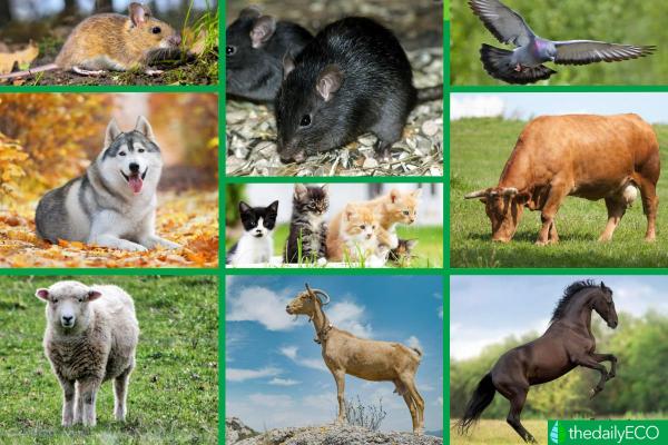 Cosmopolitan Animal Species Distribution -